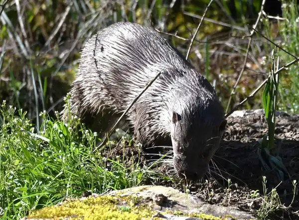 La Loutre d'Europe