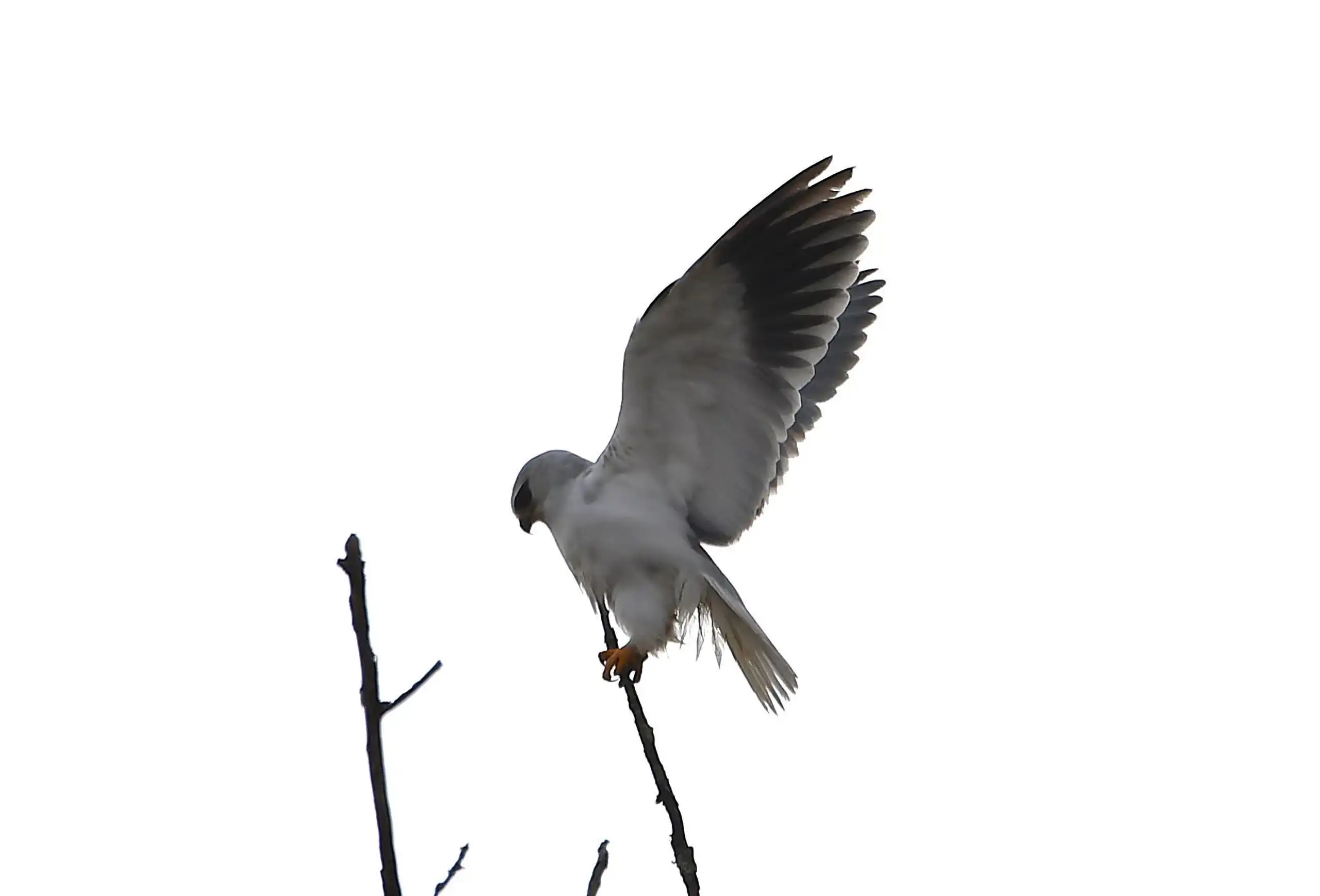 photo 2 du carrousel