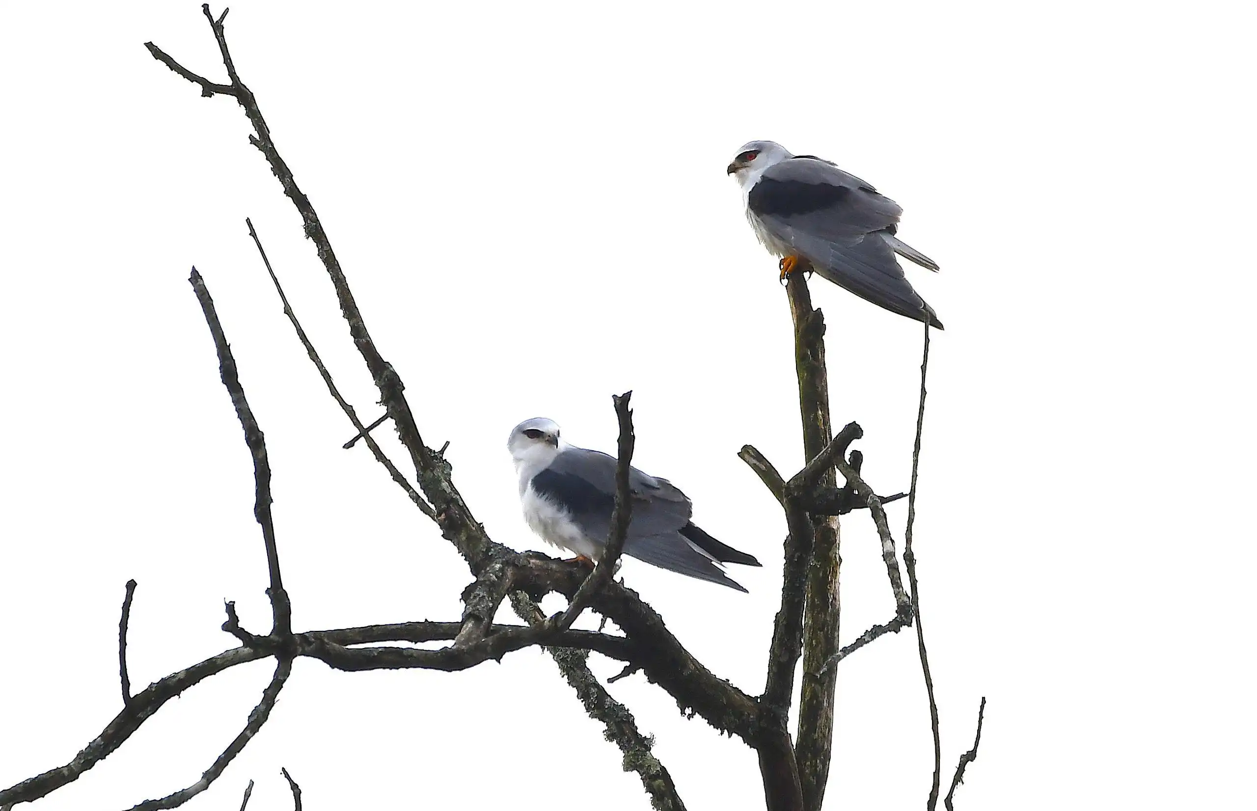 photo 2 du carrousel