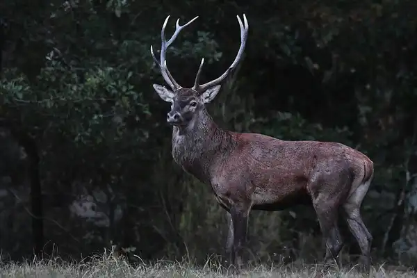 Le Cerf Elaphe