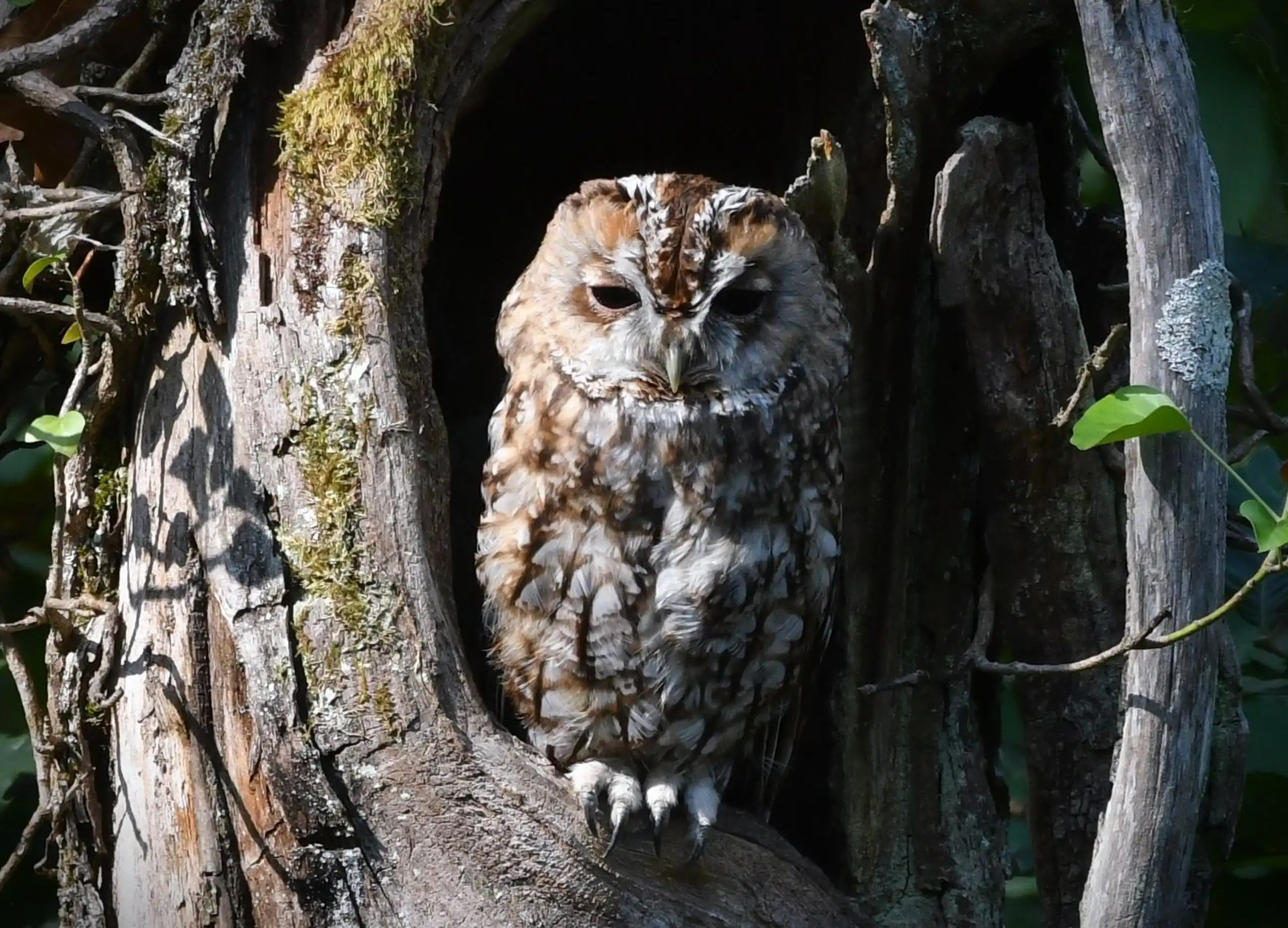 photo 1 du carrousel