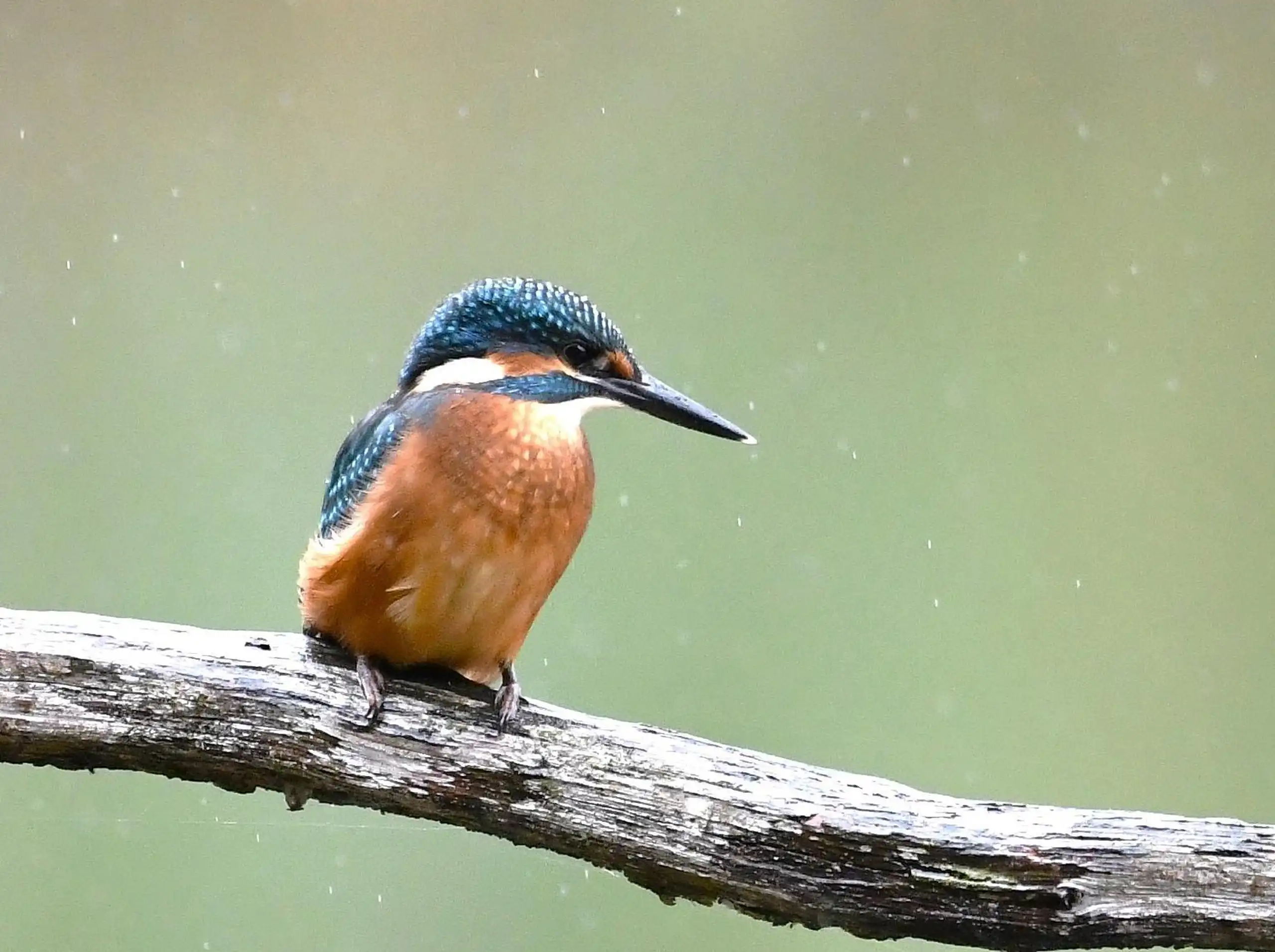 photo 6 du carrousel