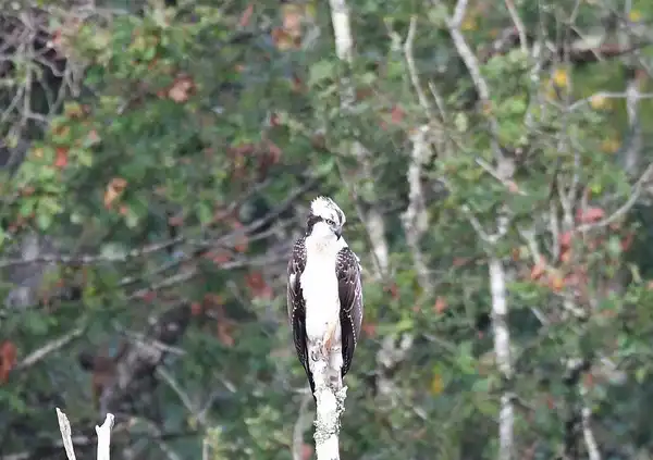 Le Balbuzard pêcheur